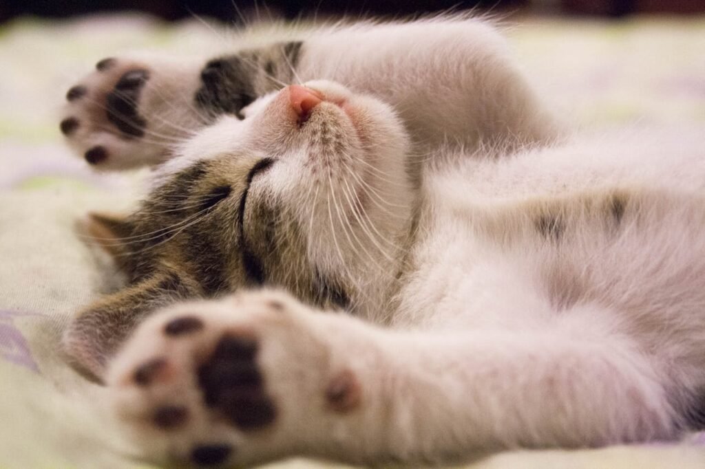 cornucopia cat